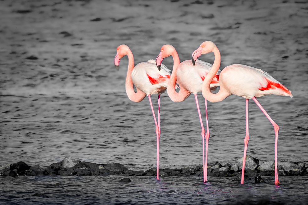 Flamants roses